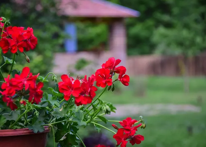 Gasthof Nyugalom Az Erdo Koezepen
